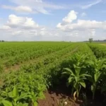 macapa