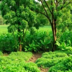 parnamirim