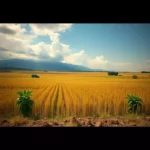 primavera-do-leste
